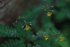 Biophytum sensitivum var. candolleanum